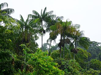 Cosecha de açaí en Pará