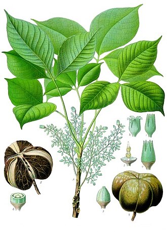 Árbol del caucho siendo sangrado