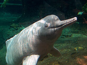Delfín rosado del Amazonas