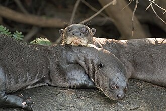 Lobo de río gigante
