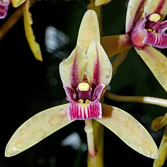 Orquídea tropical