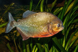 Piraña roja