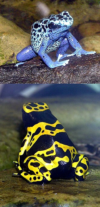 Rana venenosa Dendrobates