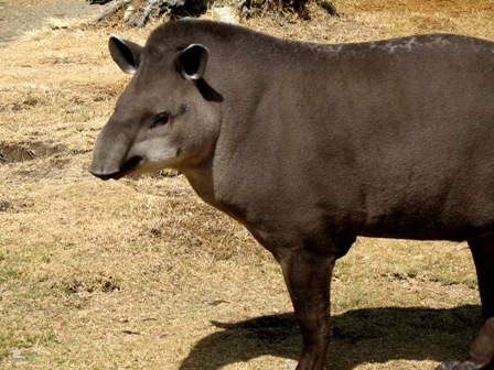 Tapir amazónico