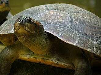 Tortuga arrau